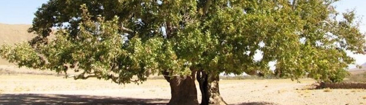 Старите дървета на Буанат — изложба на великолепието на природата в Иран